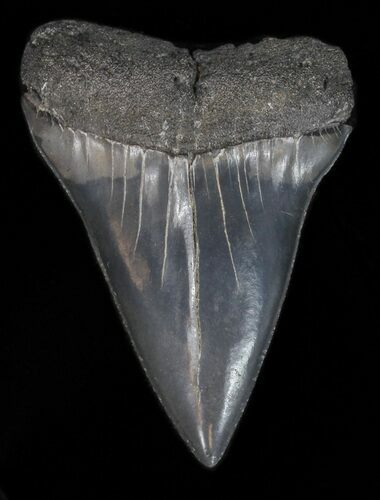 Large Fossil Mako Shark Tooth - Georgia #40652
